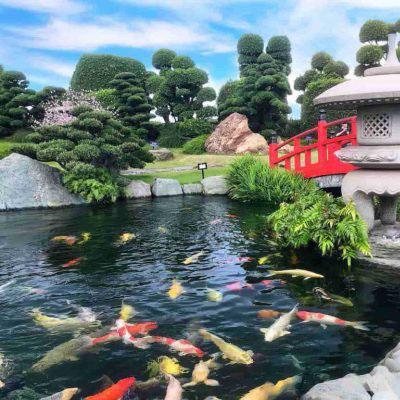 Các bước thi công lót bạt hồ cá koi chuyên nghiệp và hiệu quả